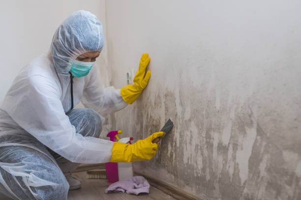 Best Mold Testing  in Ephraim, UT