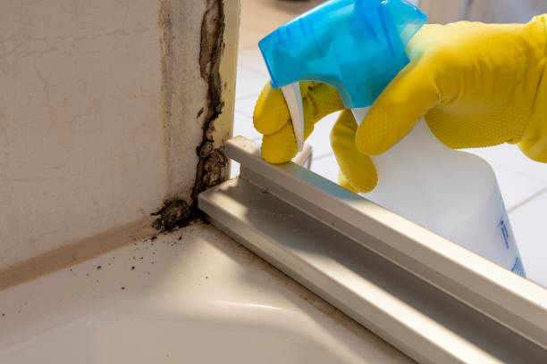 Professional Mold Removal in Ephraim, UT
