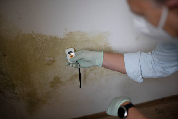Best Certified Mold Removal  in Ephraim, UT