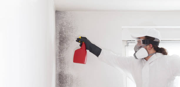 Best Mold Cleaning Services  in Ephraim, UT