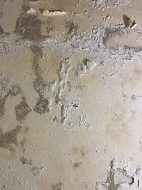 Best Local Mold Removal Service  in Ephraim, UT