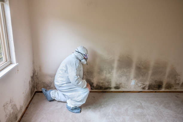 Attic Mold Removal in Ephraim, UT