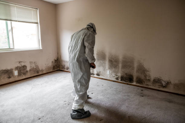 Best Mold Remediation  in Ephraim, UT