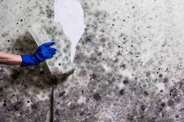 Best Professional Mold Removal  in Ephraim, UT