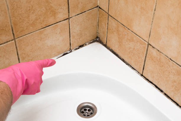 Best Emergency Mold Removal  in Ephraim, UT